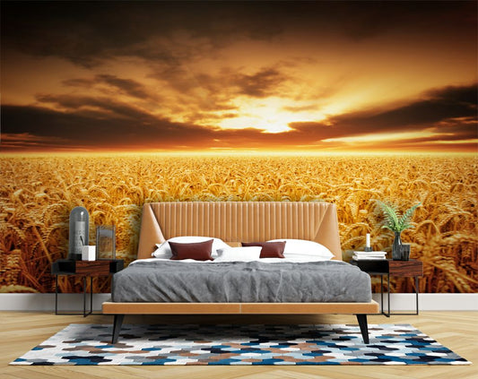 Sunset over wheat field Wallpaper